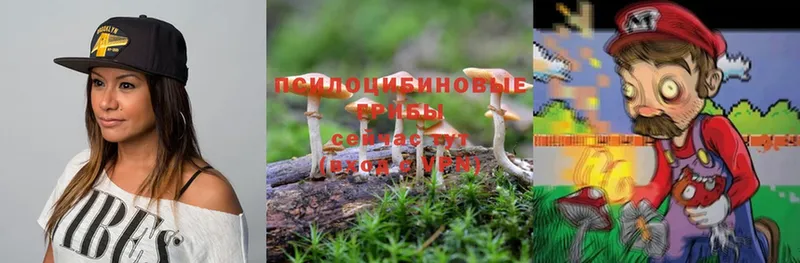 Галлюциногенные грибы Psilocybine cubensis  Балей 